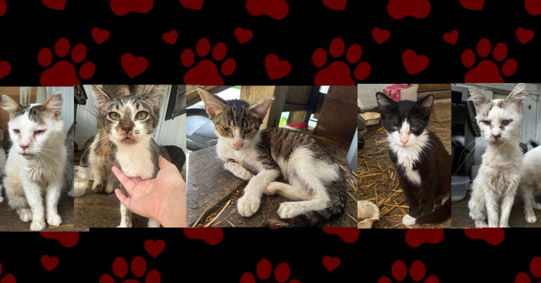 Help for Five Little Lives