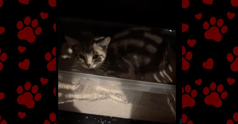 Prayers for Haddy: Urgent Veterinary Care