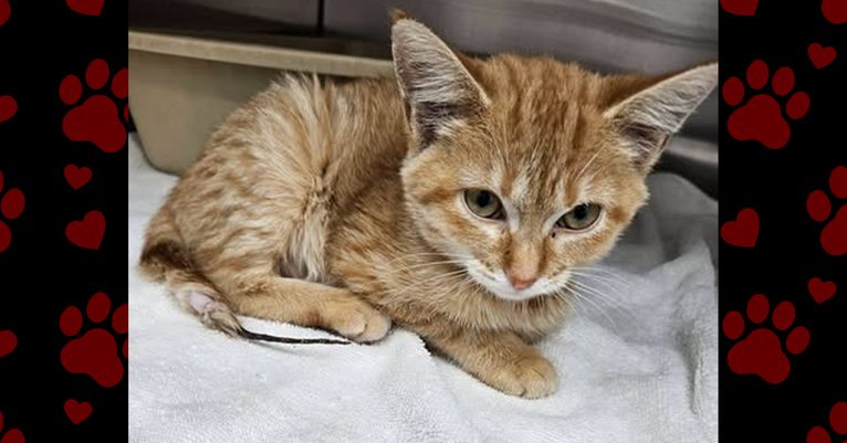 Jefferson’s Second Chance at a Healthy Life