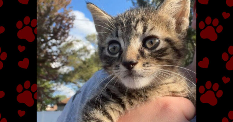 Milo Won’t Be Left Behind