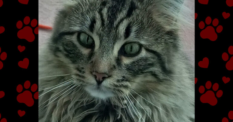 Oliver: From Injured and Afraid to Healed