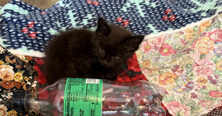 Tiny Tini Needed Help Fast