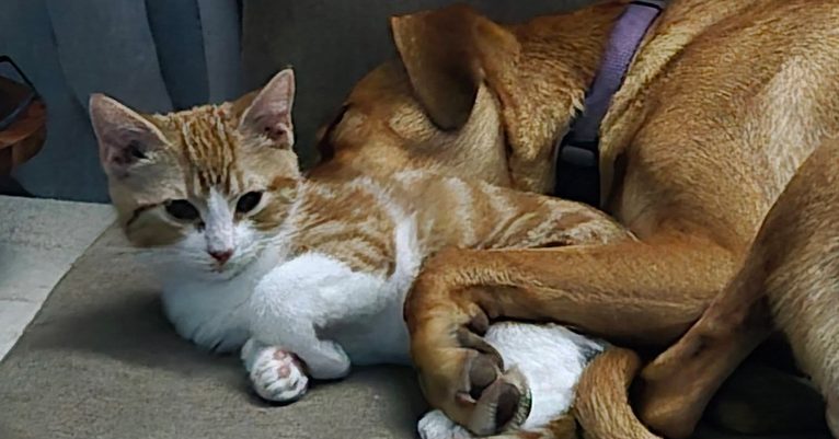 Rusty’s Miracle: A Second Chance at Life