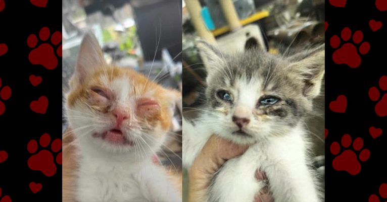 A Helping Hand for Sunshine and Snowball